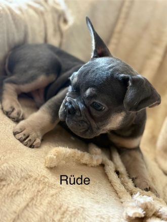 Französische Bulldogge Welpen