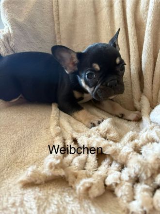 Französische Bulldogge Welpen