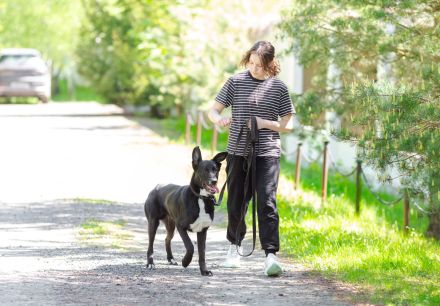 Junger Pluto such zuhause