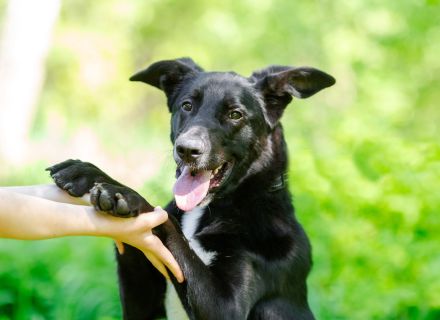 Junger Pluto such zuhause