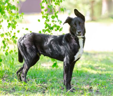 Junger Pluto such zuhause