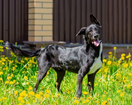 Junger Pluto such zuhause