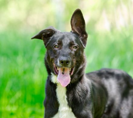 Junger Pluto such zuhause