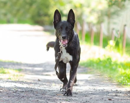 Junger Pluto such zuhause