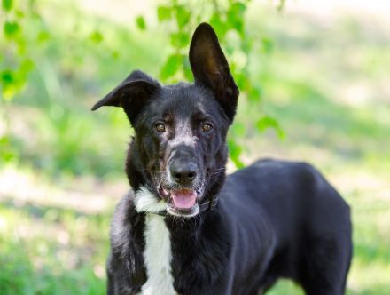 Junger Pluto such zuhause