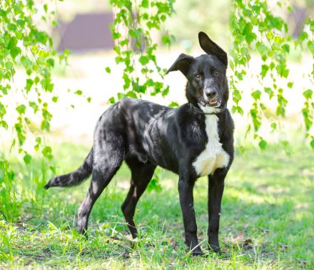 Junger Pluto such zuhause