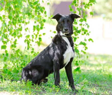 Junger Pluto such zuhause