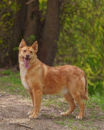 Wunderschöne Vesta sucht ihren platz