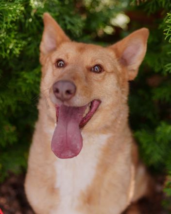 Wunderschöne Vesta sucht ihren platz