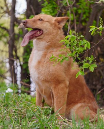 Wunderschöne Vesta sucht ihren platz