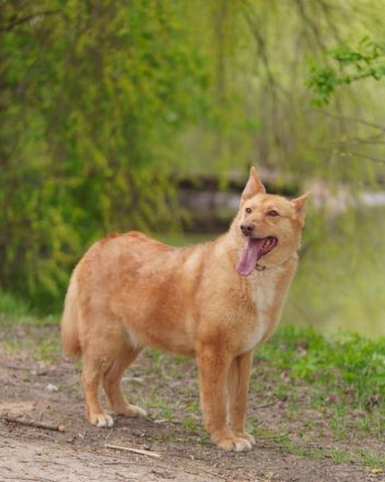 Wunderschöne Vesta sucht ihren platz