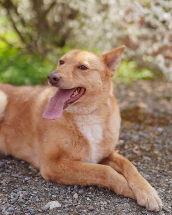 Wunderschöne Vesta sucht ihren platz