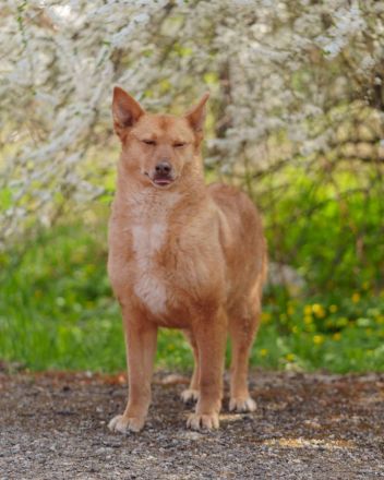 Wunderschöne Vesta sucht ihren platz