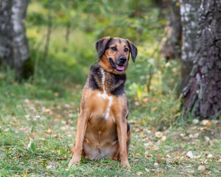 Elsa sucht ihre Familie