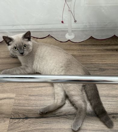 Bkh zwei süße Mädchen abgabebereit