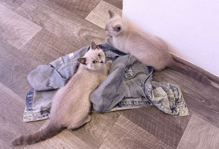 Bkh zwei süße Mädchen abgabebereit