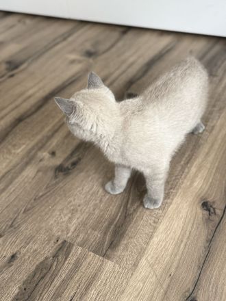 Bkh zwei süße Mädchen abgabebereit