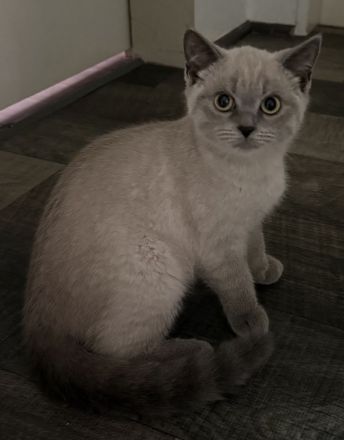 Bkh zwei süße Mädchen abgabebereit