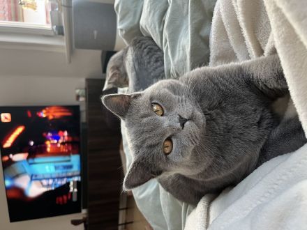 Britisch Kurzhaar Mix