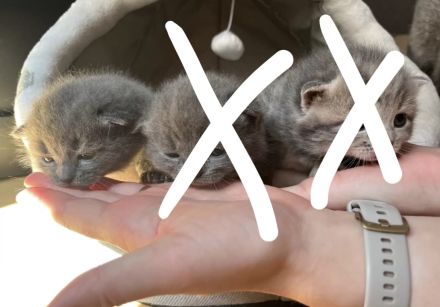 Britisch Kurzhaar Mix