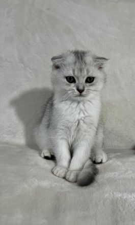 Britisch Kurzhaar Kater