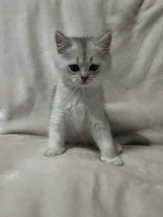 Britisch Kurzhaar Kater