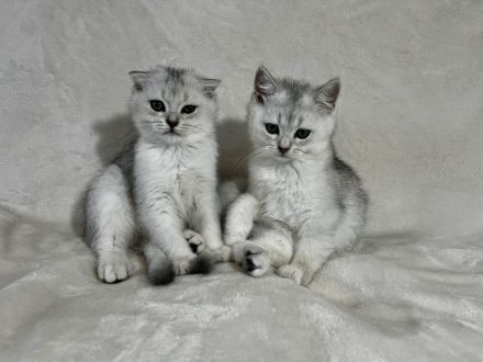 Britisch Kurzhaar Kater