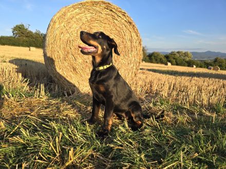 Beauceron-Welpen (Berger de Beauce)