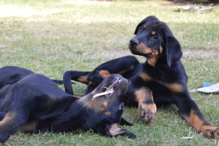 Beauceron-Welpen (Berger de Beauce)