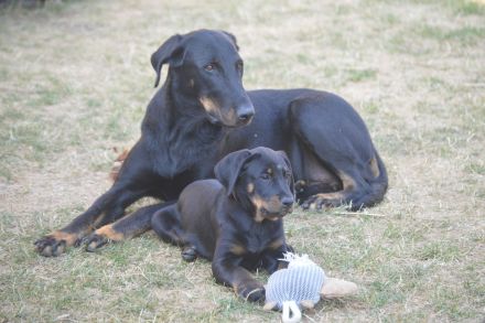 Beauceron-Welpen (Berger de Beauce)