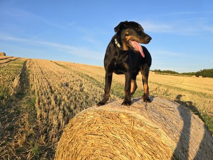 Beauceron-Welpen (Berger de Beauce)