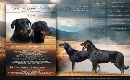 Beauceron-Welpen (Berger de Beauce)