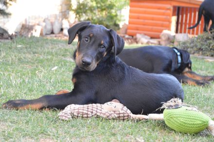 Beauceron-Welpen (Berger de Beauce)