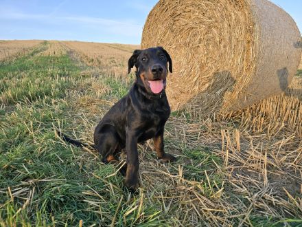 Beauceron-Welpen (Berger de Beauce)