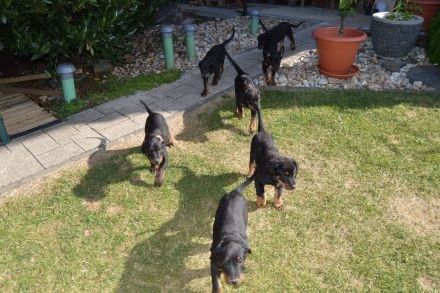 Beauceron-Welpen (Berger de Beauce)