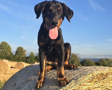 Beauceron-Welpen (Berger de Beauce)