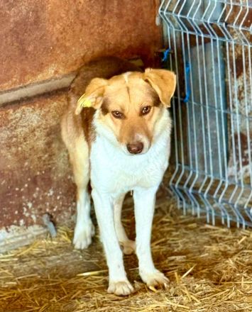 Horatio, 4 Jahre alt, sucht Menschen, denen er vertrauen kann