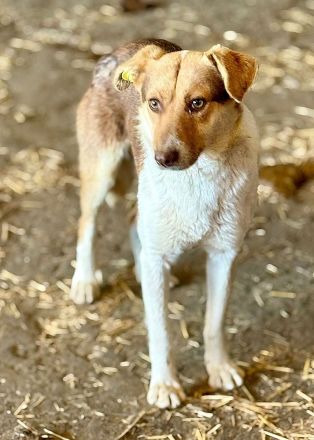 Horatio, 4 Jahre alt, sucht Menschen, denen er vertrauen kann