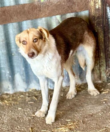 Horatio, 4 Jahre alt, sucht Menschen, denen er vertrauen kann