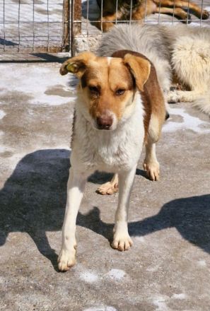 Horatio, 4 Jahre alt, sucht Menschen, denen er vertrauen kann