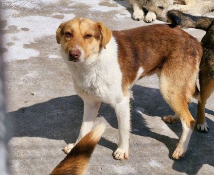 Horatio, 4 Jahre alt, sucht Menschen, denen er vertrauen kann