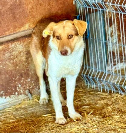 Horatio, 4 Jahre alt, sucht Menschen, denen er vertrauen kann