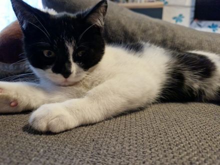 BKH Mix kitten Kater katze