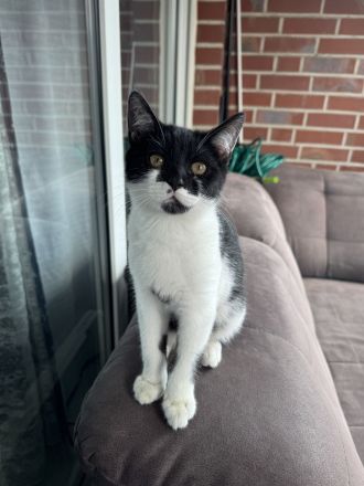 BKH Mix kitten Kater katze