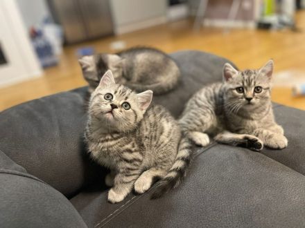 2 bkh kitten abzugeben