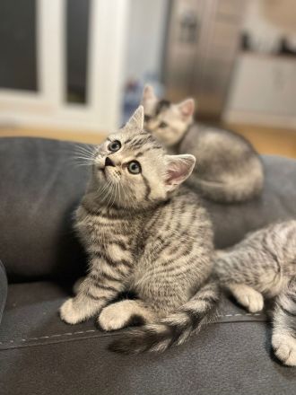 2 bkh kitten abzugeben