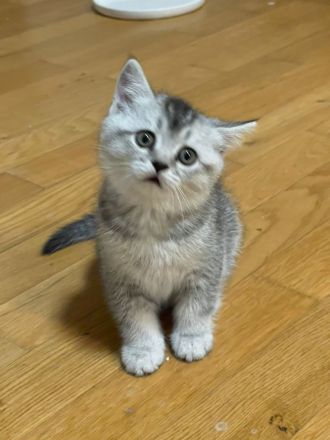 2 bkh kitten abzugeben