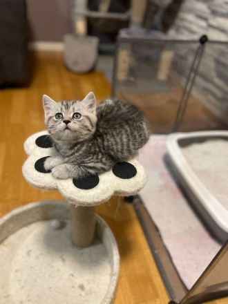 2 bkh kitten abzugeben