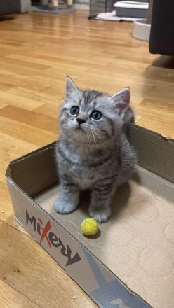 2 bkh kitten abzugeben