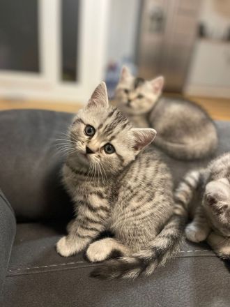 2 bkh kitten abzugeben